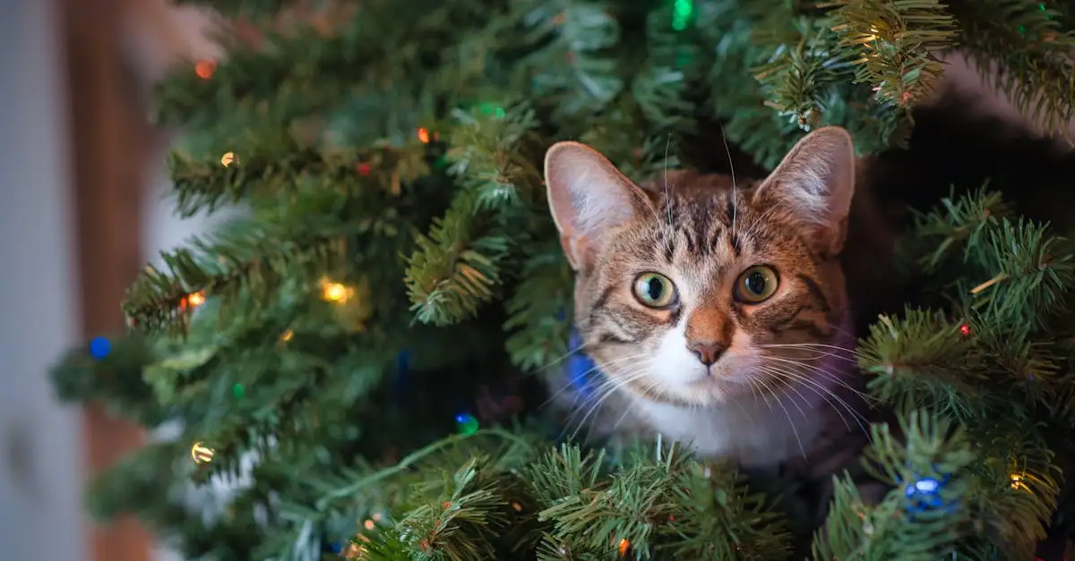 Adventskalender huisdier