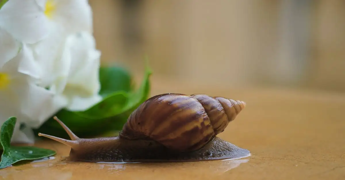 Afrikaanse reuzenslak als huisdier: verzorging en tips