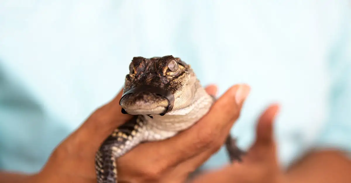 Alligator huisdier