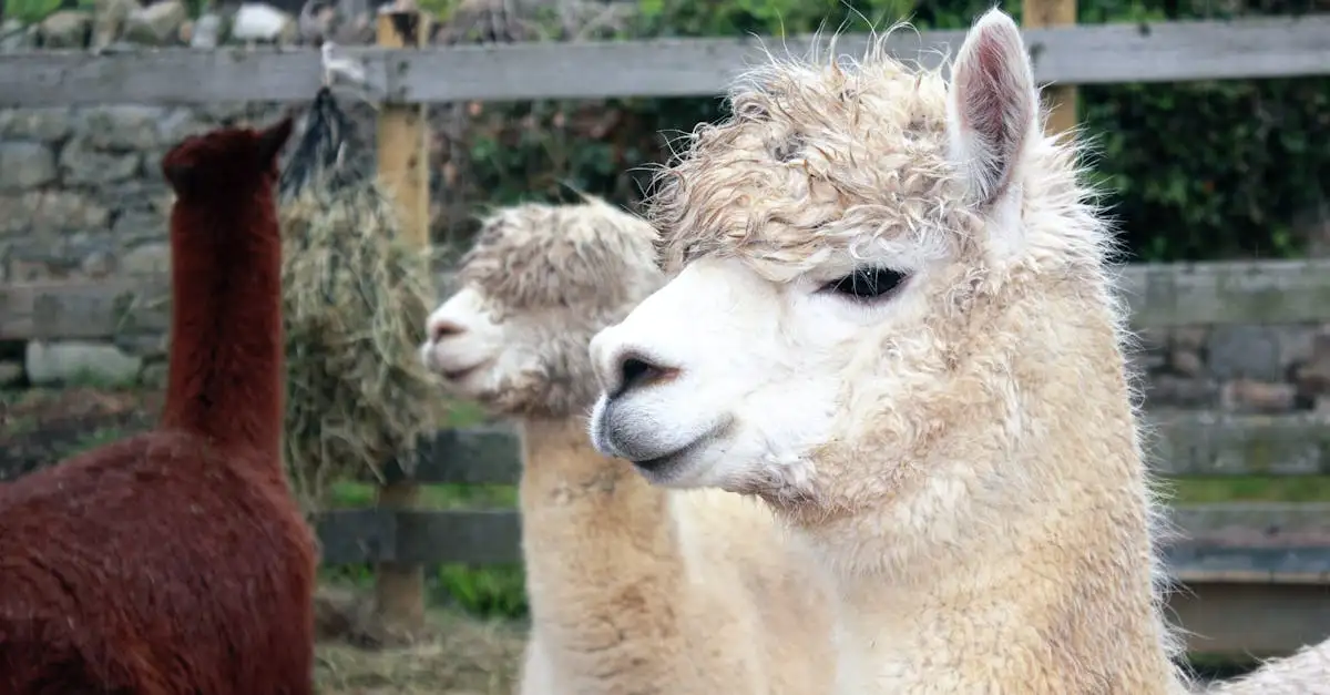 Mag je een alpaca als huisdier hebben