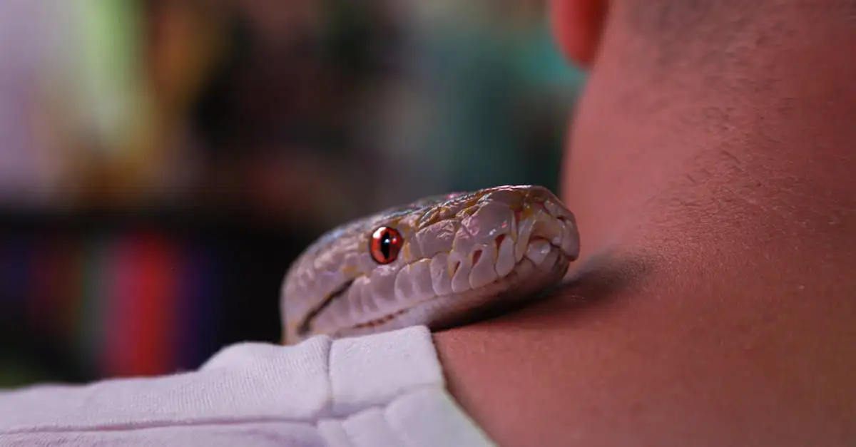 De anaconda als huisdier: alles over de verzorging