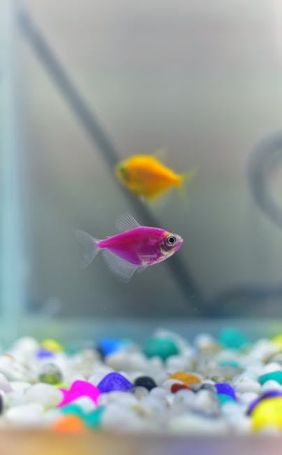 Aquarium starten in 2026: de juiste vissen kiezen