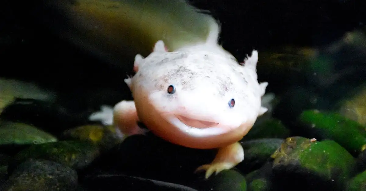 Axolotl als huisdier