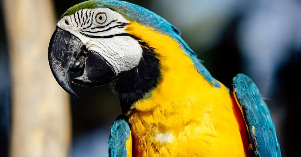 Blauwgele ara als huisdier: verzorging en tips