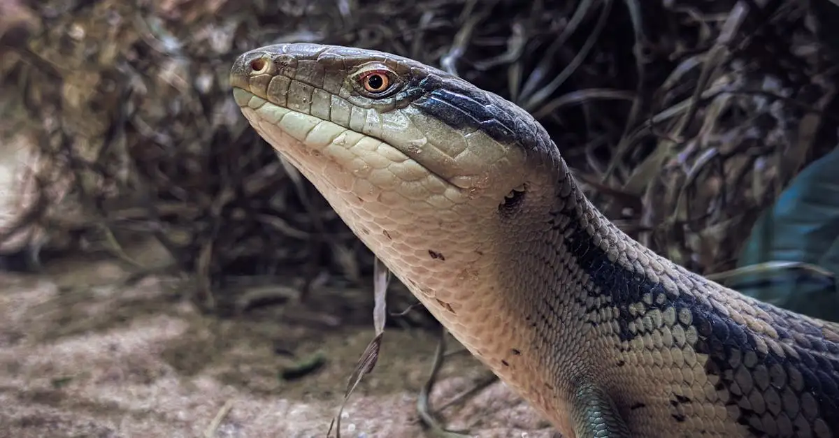 Blauwtongskink als huisdier: verzorging en tips