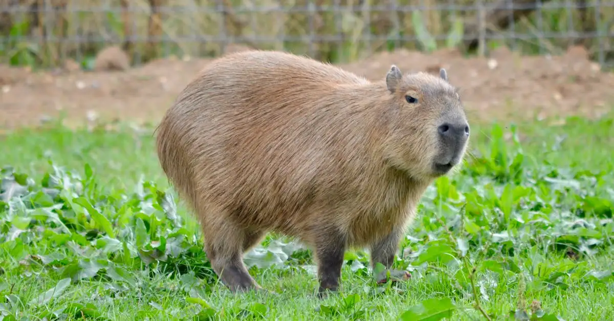 Een capibara als huisdier in Nederland: wat mag wel en niet?