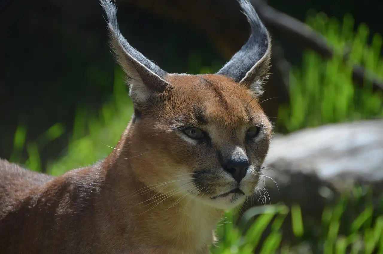 Caracal huisdier