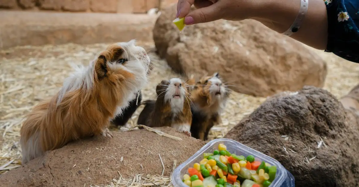 Cavia als huisdier