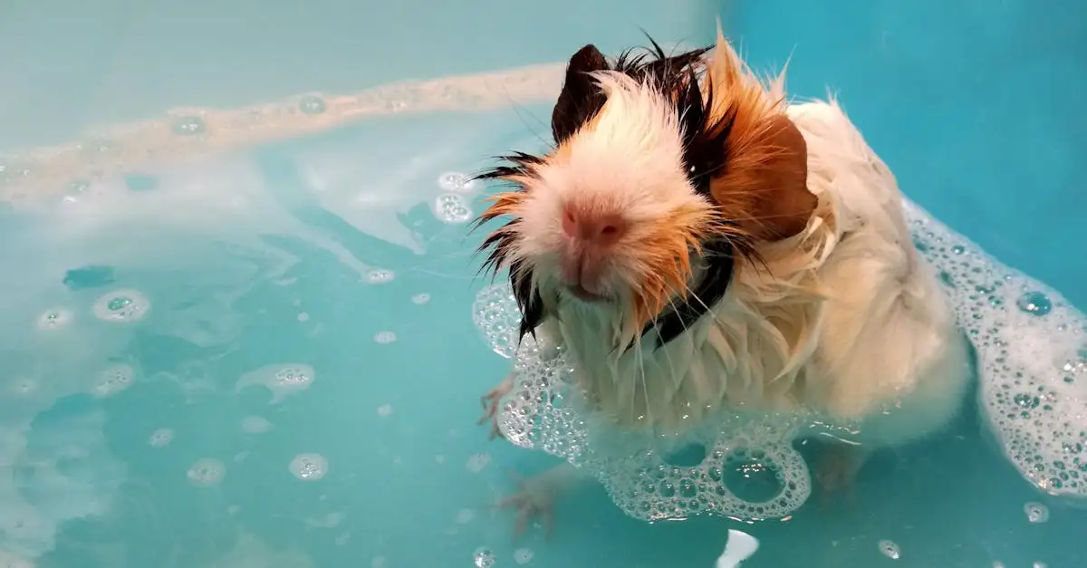 Cavia als huisdier binnen: verzorging en tips