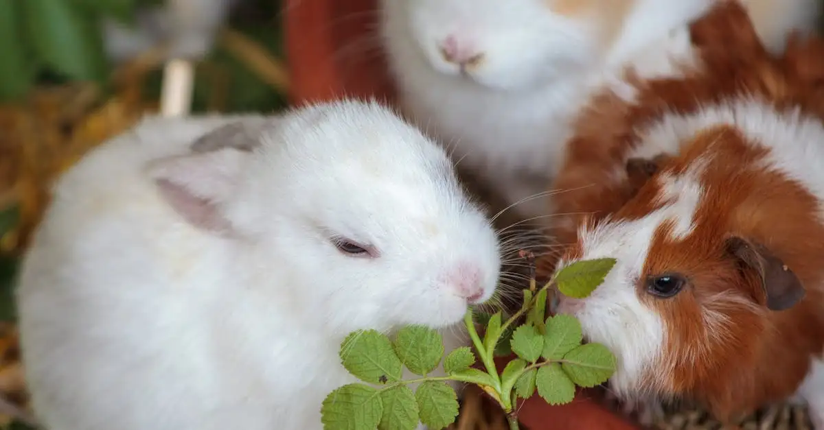 Cavia of konijn als huisdier: wat past bij u?