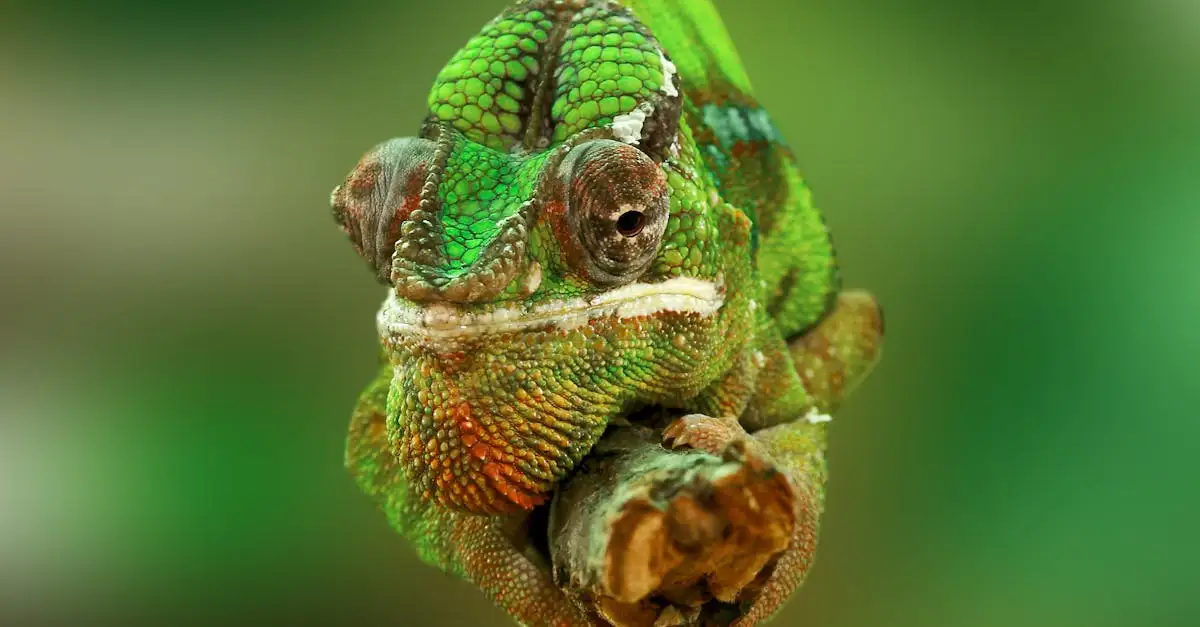 Chameleon huisdier kopen: verzorging en informatie