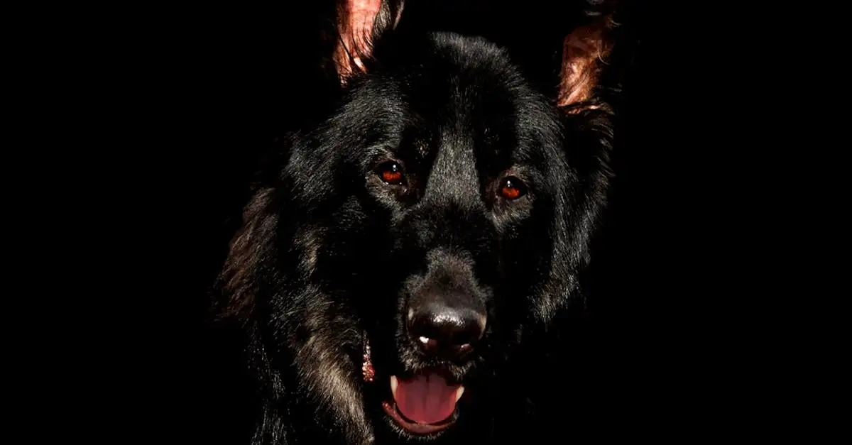 Huisdier hond