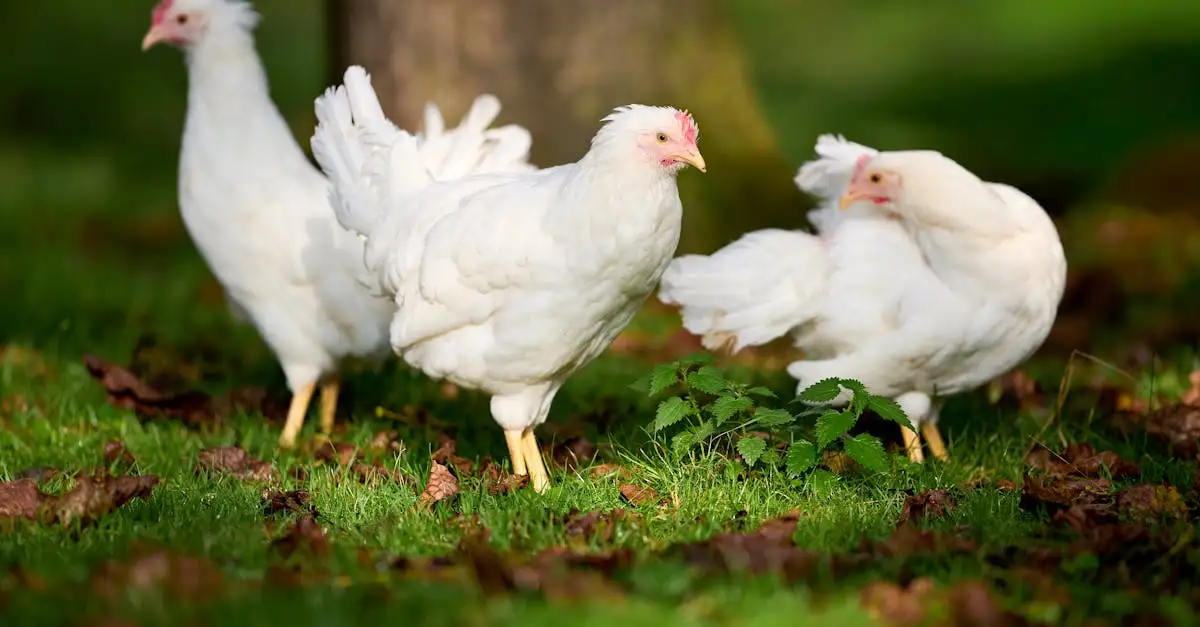 Dieren die u legaal als huisdier kunt houden