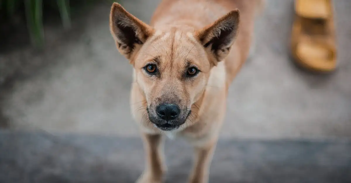 Dingo huisdier