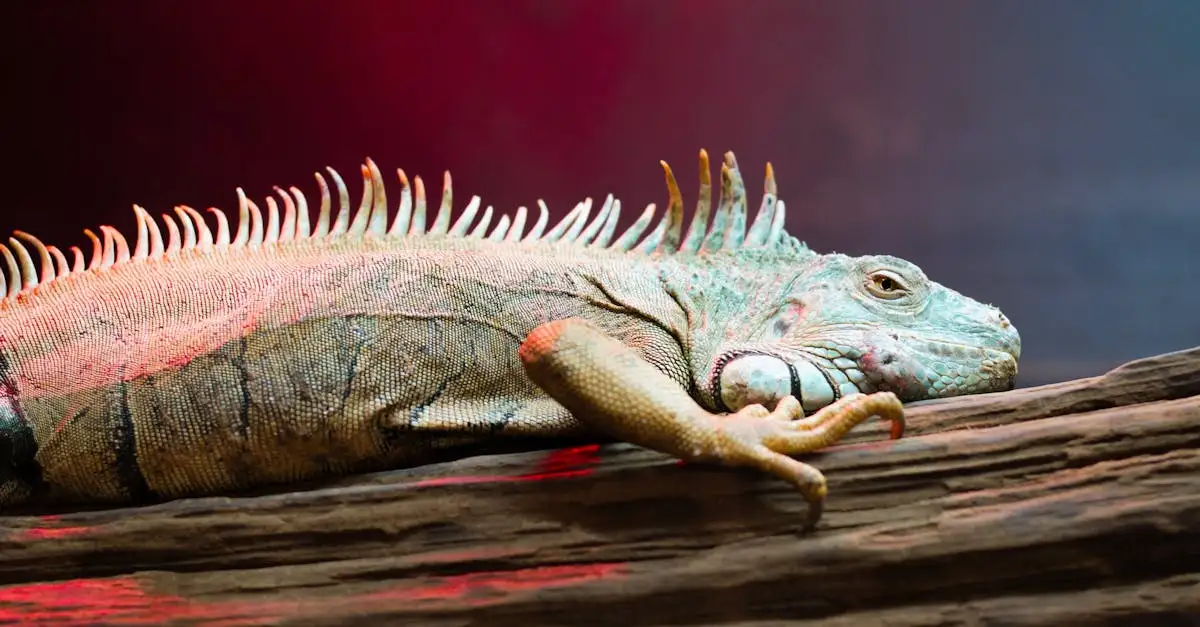 Een dinosaurus als huisdier