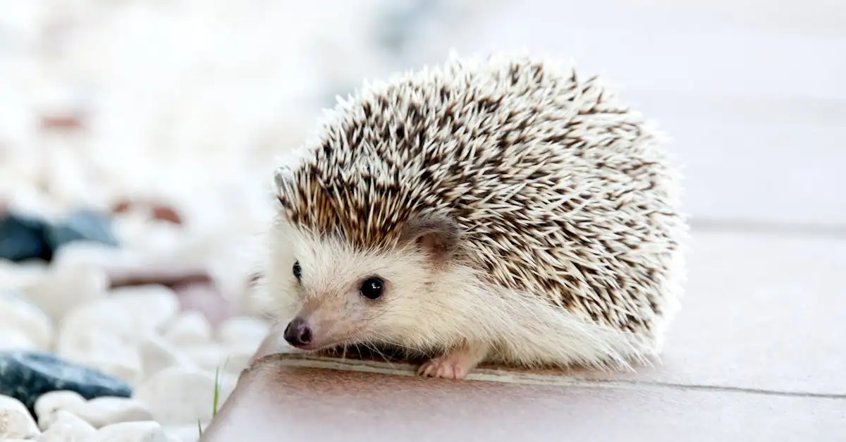 Egel huisdier belgie