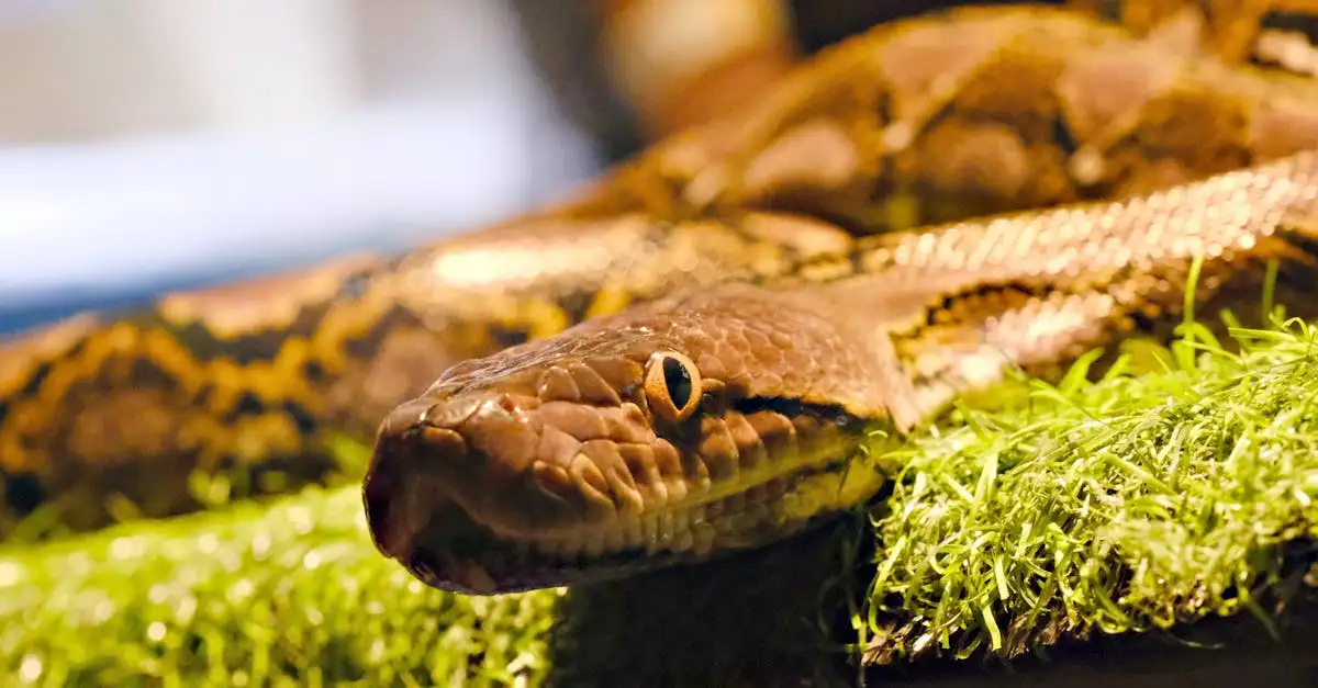 Exotische dieren als huisdier