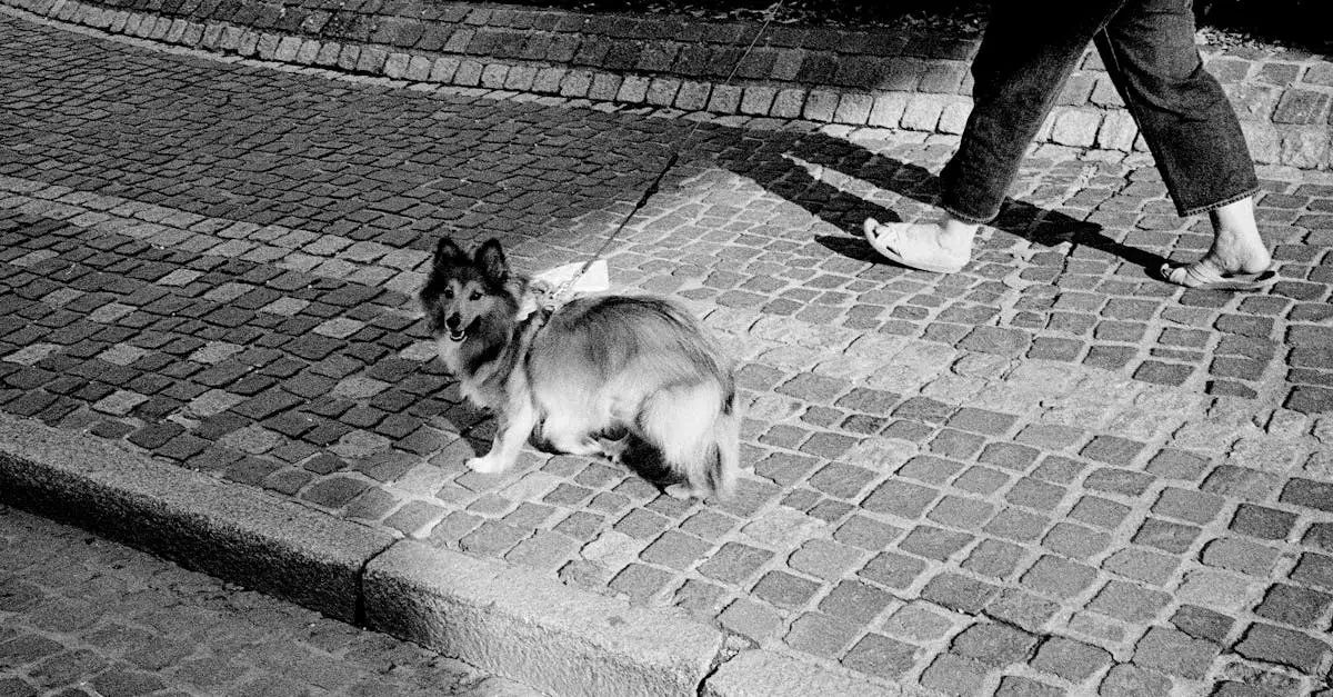 Foto huisdier