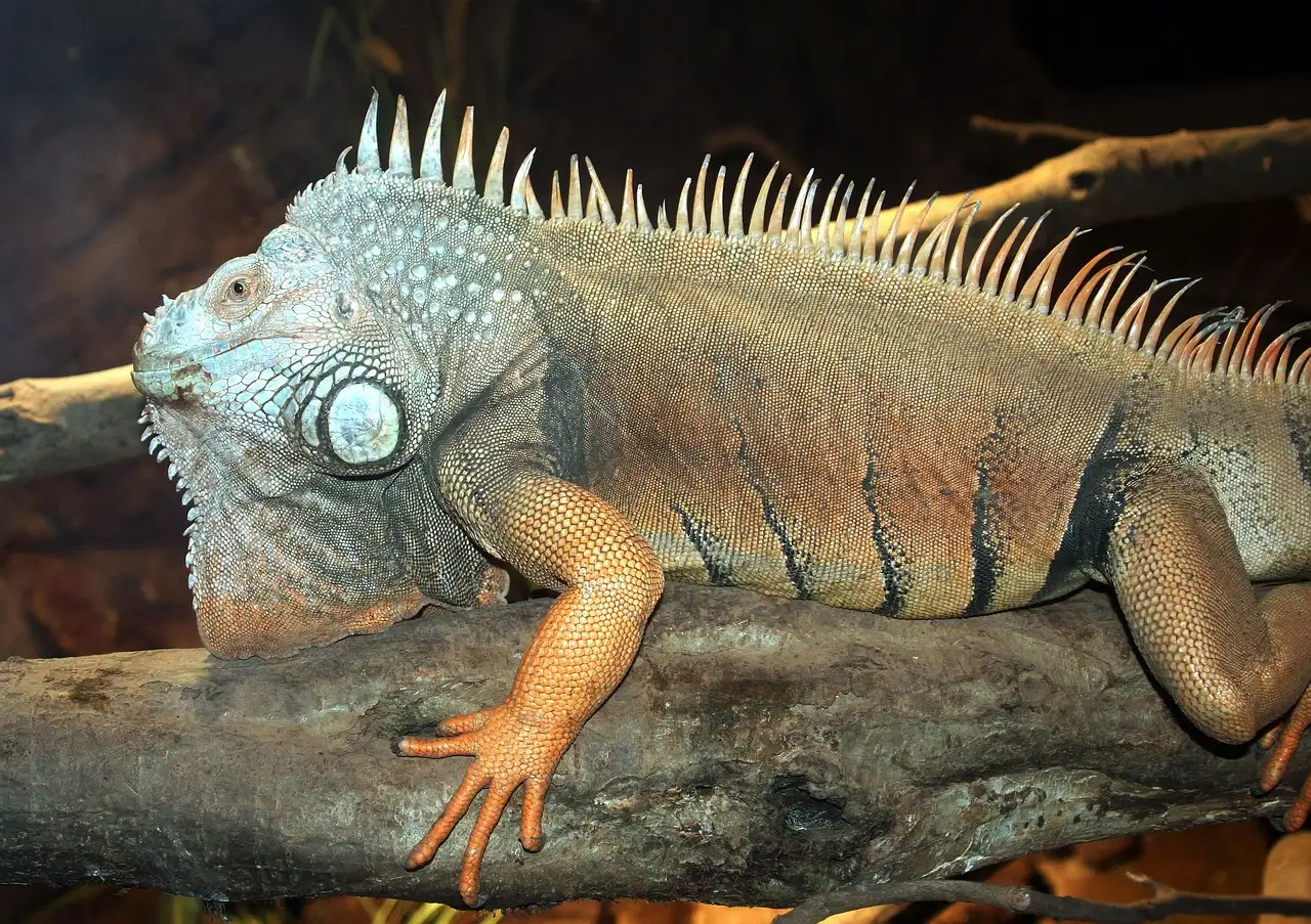 Gekko’s als huisdier: Alles over verzorging en tips