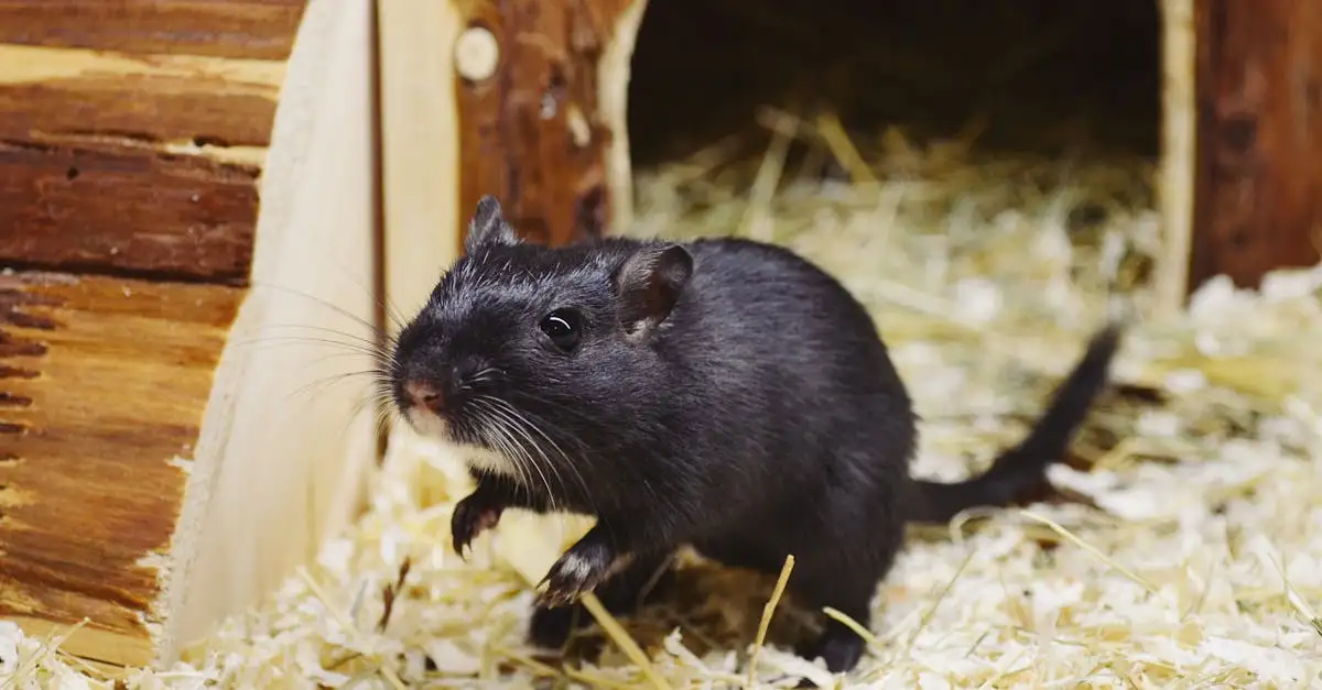 Gerbils als huisdier