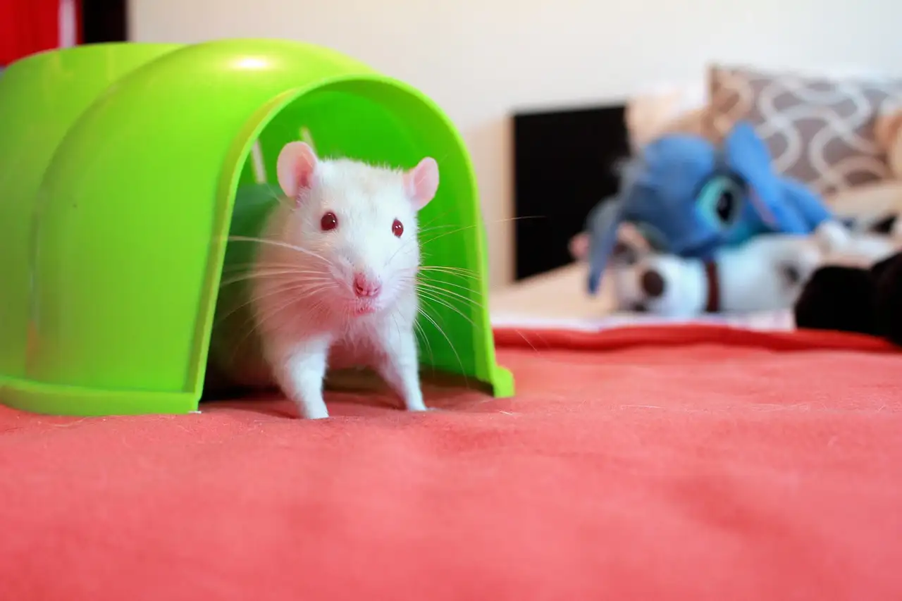 Huisdier ratten