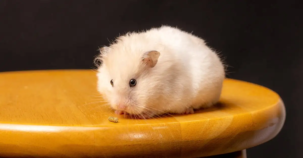 Hamster als huisdier: alles over verzorging en tips