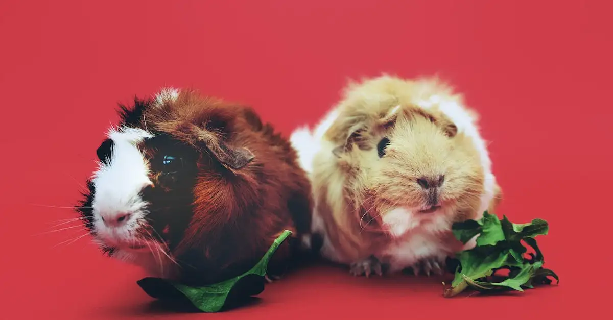 Hamster of cavia als huisdier