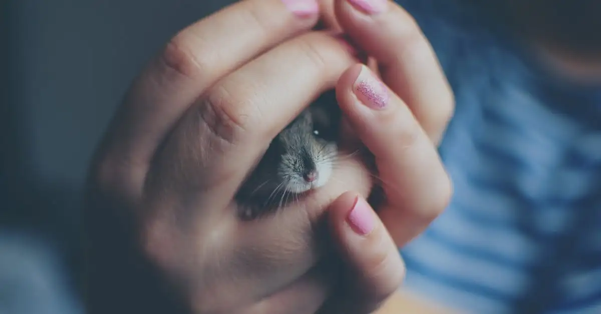 Hamsters als huisdier