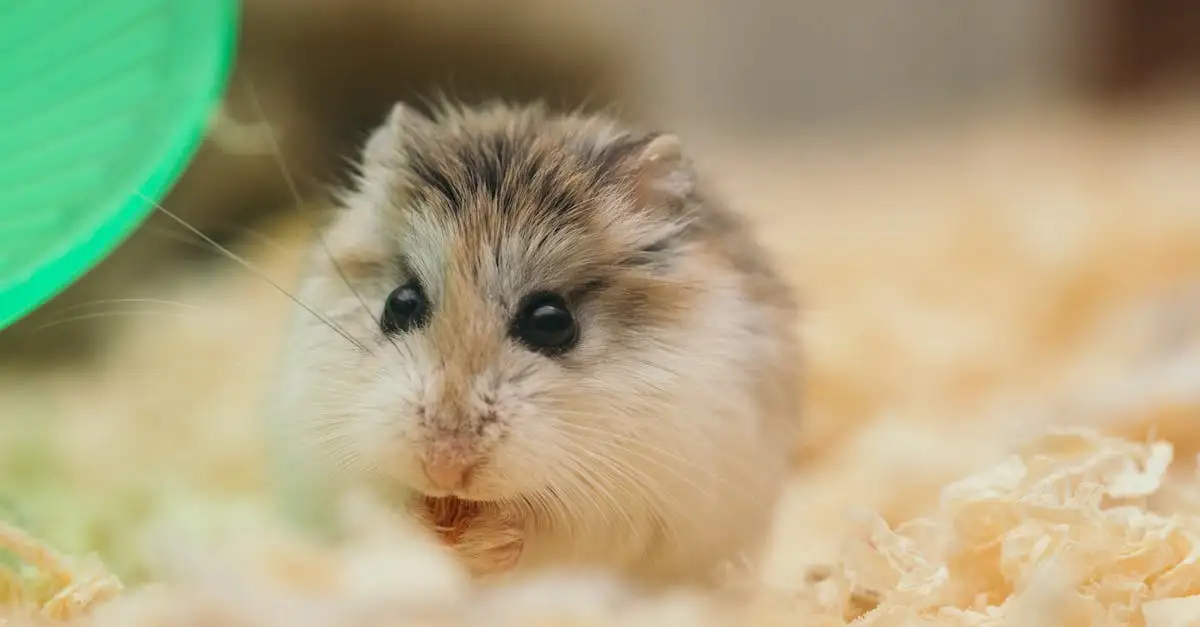 Hamsters als huisdier: de redenen voor een mogelijk verbod