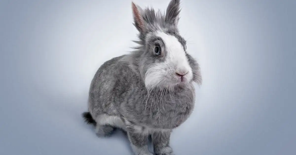 Hoe lang leeft een konijn als huisdier? Levensduur