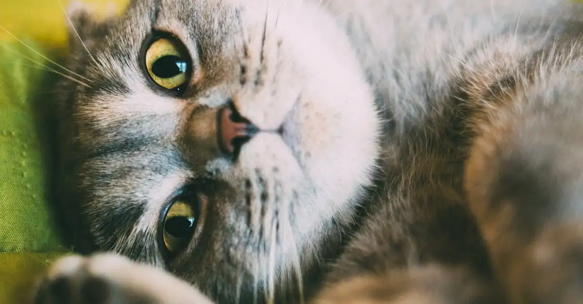 Hoe oud worden katten als huisdier? Levensduur