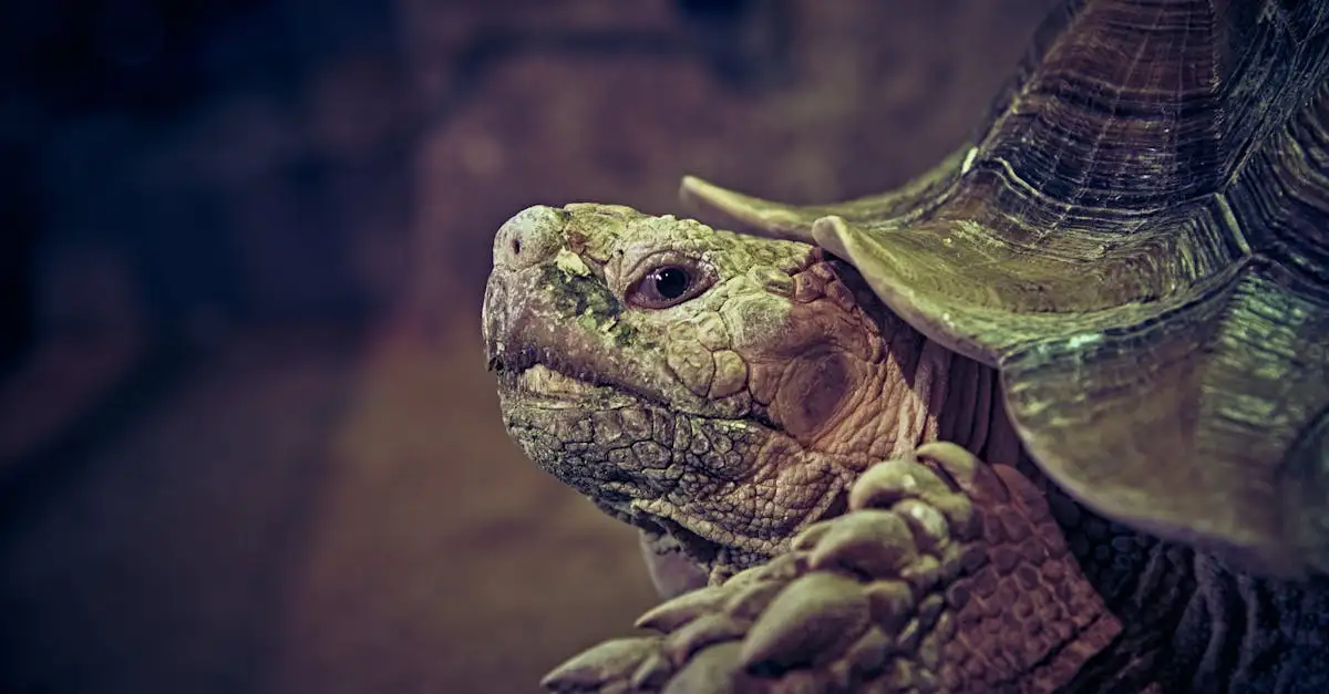 Hoe oud wordt een schildpad als huisdier?
