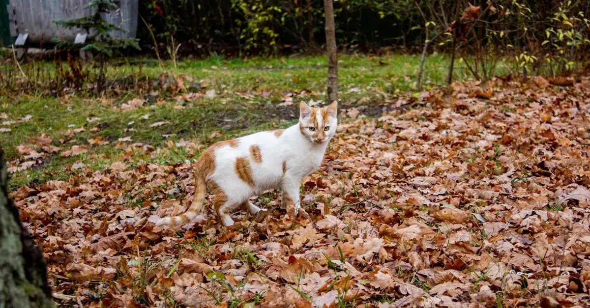 Huisdier in tuin begraven