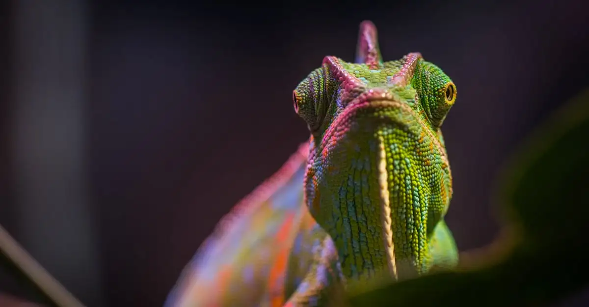 Huisdier kameleon kopen: verzorging en tips