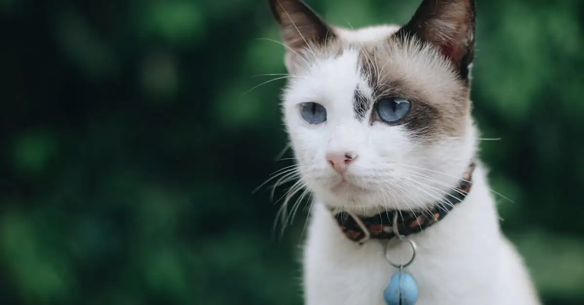 Huisdier met stamboom: ontdek de mogelijkheden