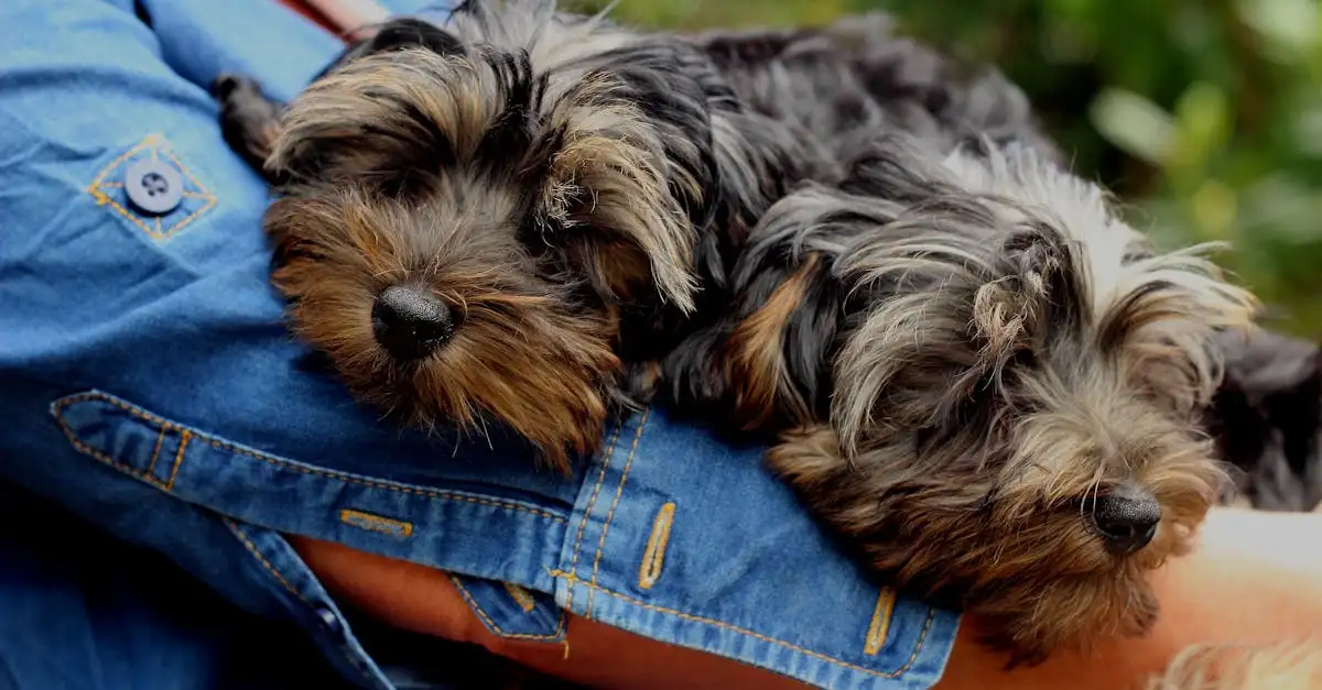 Knuffelige huisdieren: de beste knuffelmaatjes voor jou