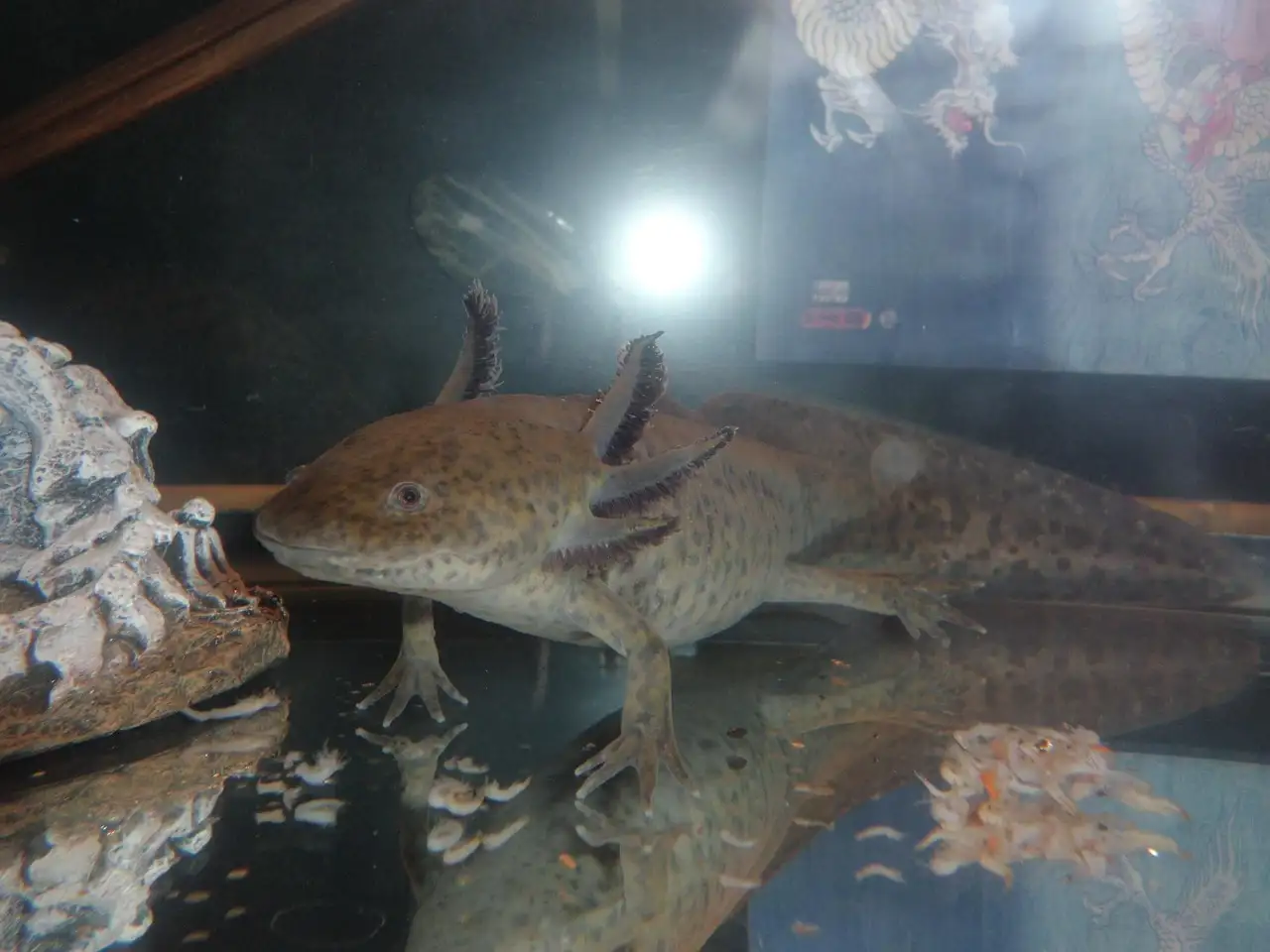 Huisdier salamander