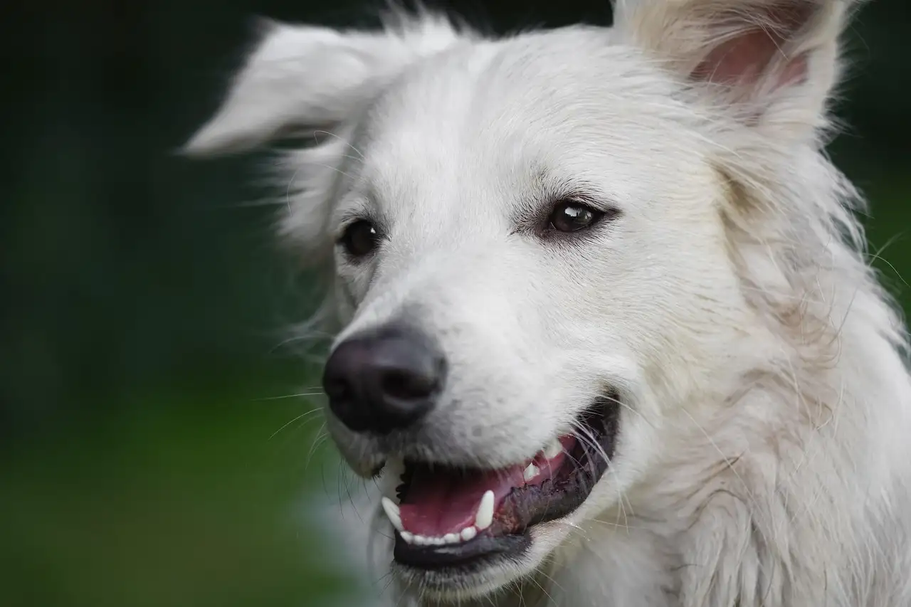 Verzekering huisdier hond