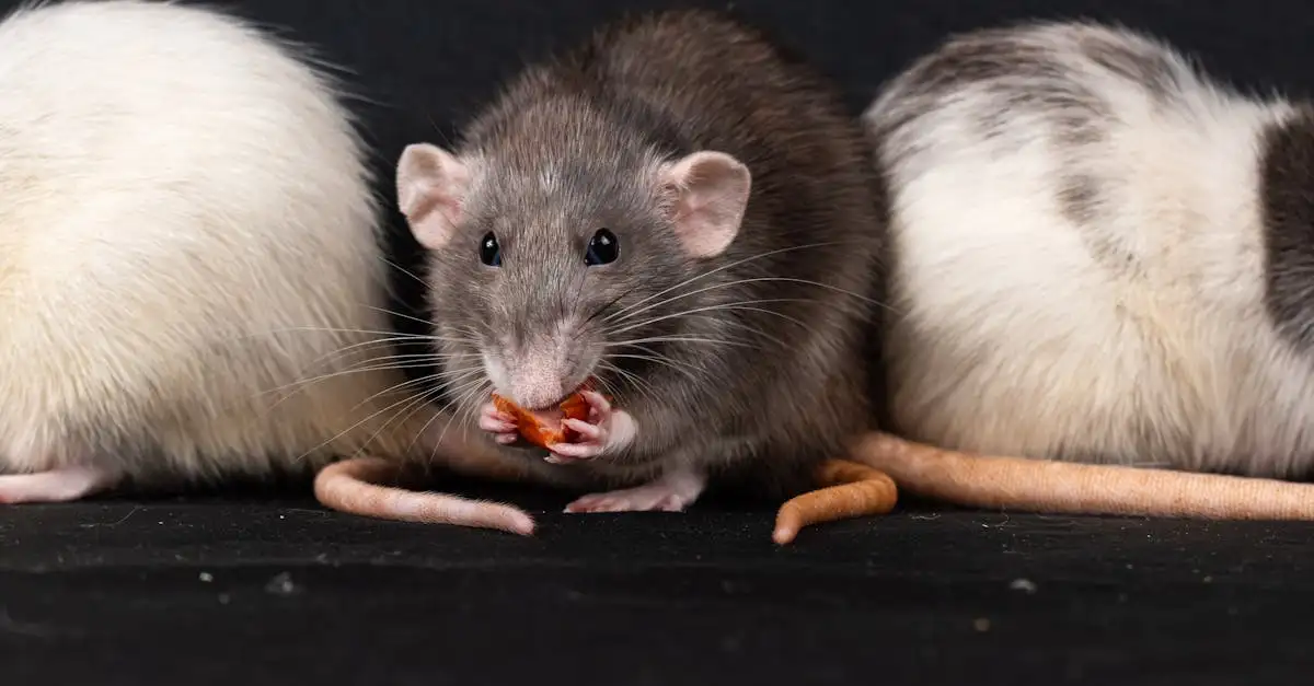 Ratten als huisdier: Alles wat u moet weten