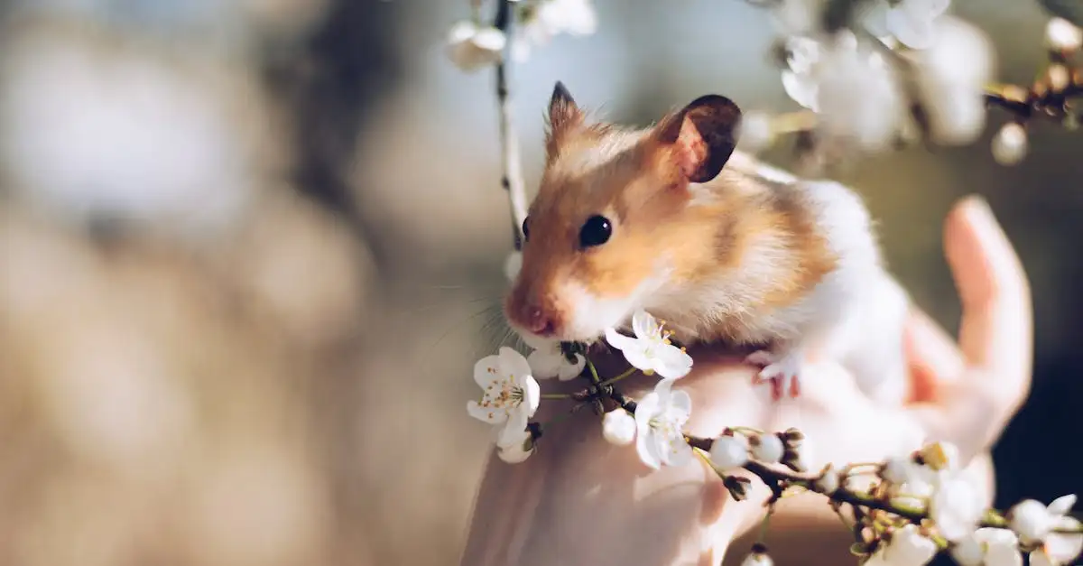 Is een hamster een leuk huisdier