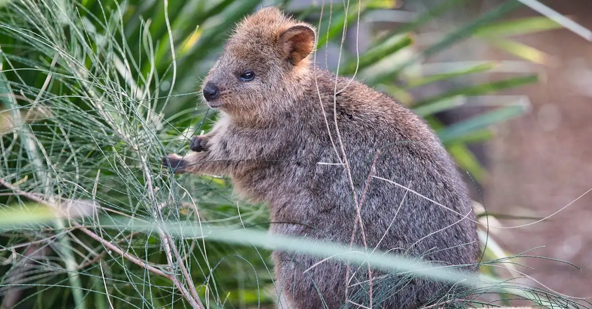 Kan je een quokka als huisdier houden? Alles wat je moet
