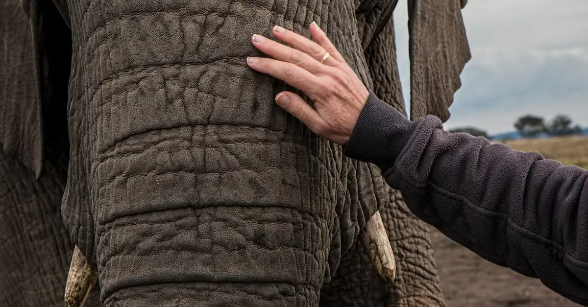 Luizen van huisdier op mensen: zo voorkom je besmetting