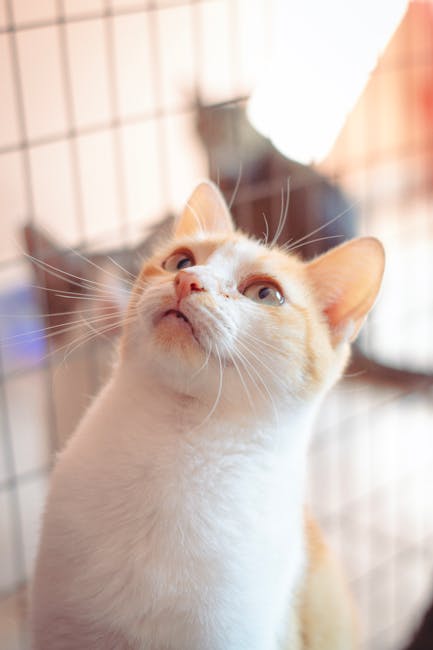 Kat adopteren in 2026: asielkat of kitten — wat past bij jou?