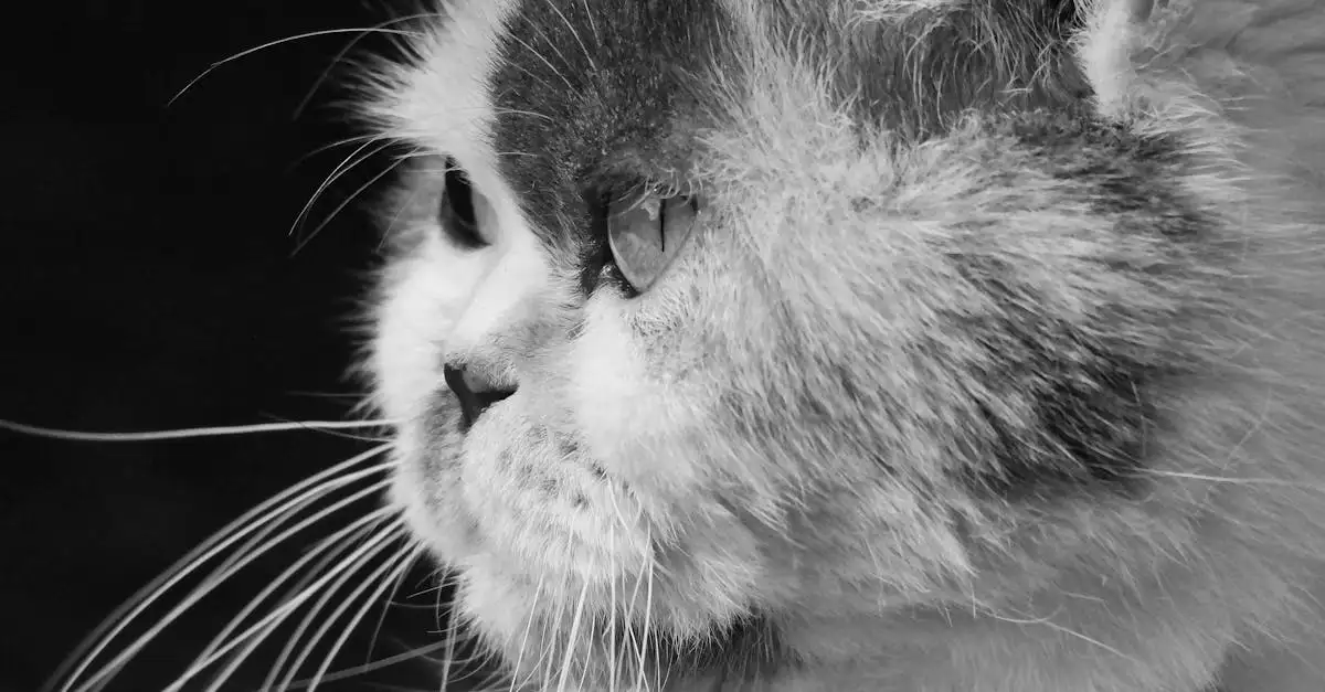 Huisdier kat