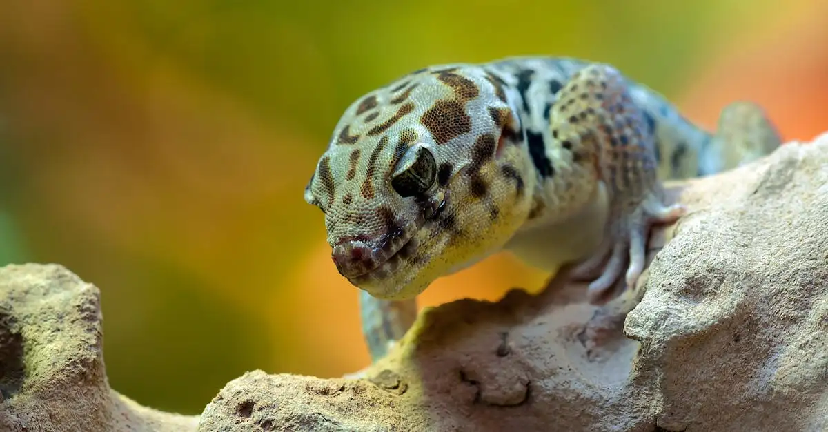 Kleine reptielen huisdier