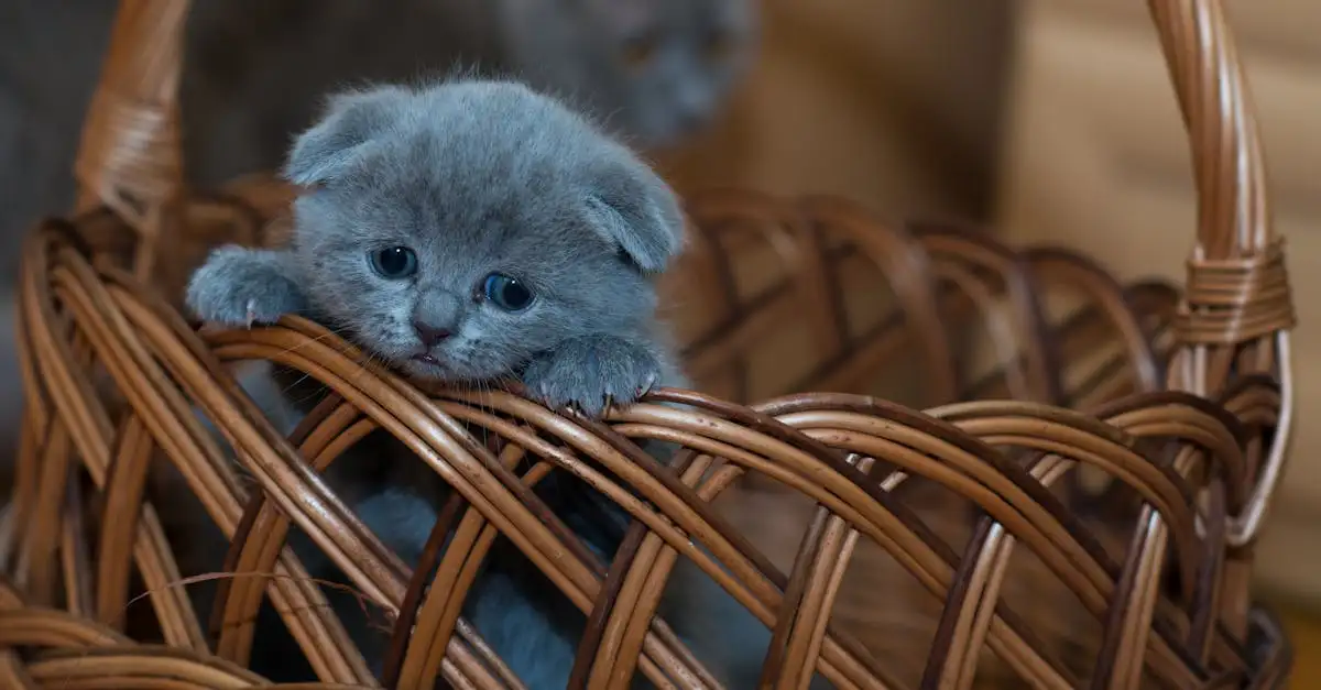Knuffelbaar huisdier