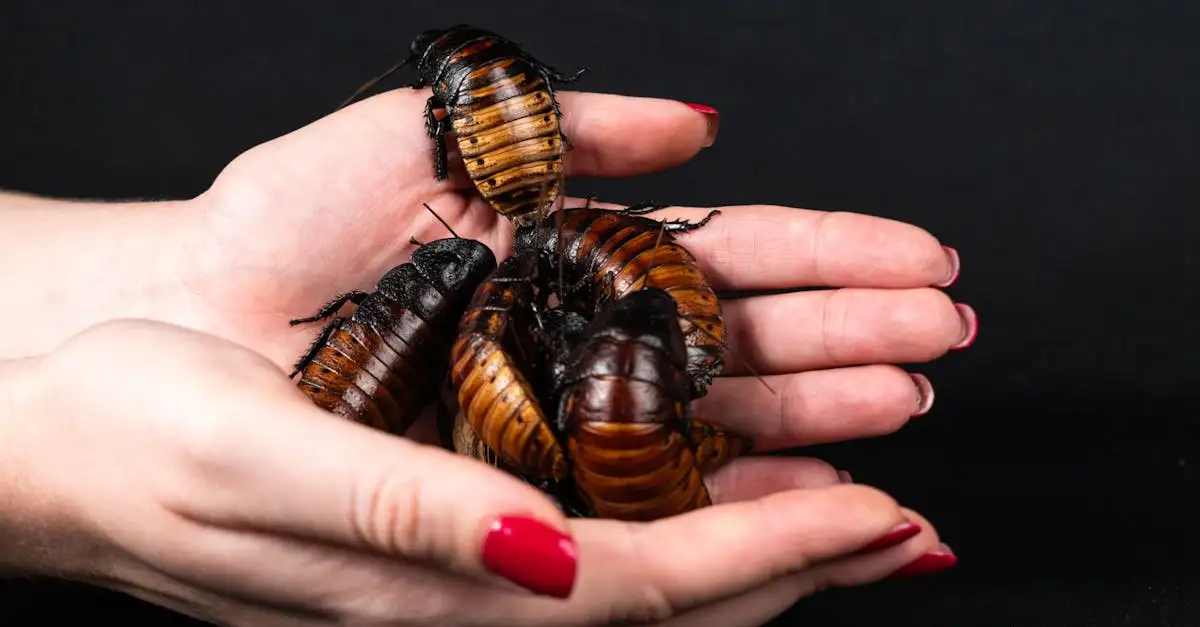 Leuke insecten als huisdier: Ontdek de mogelijkheden
