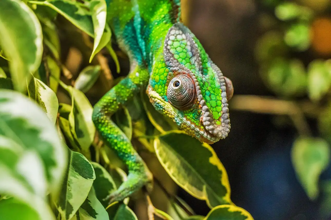Leuke reptielen als huisdier