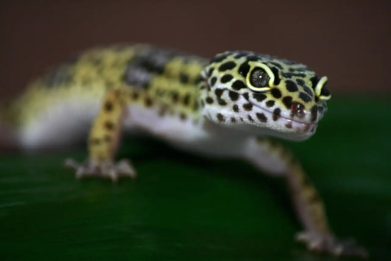 Luipaardgekko als huisdier