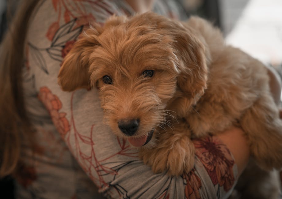 Luxe accessoires en voeding voor je hond: waar let je op?